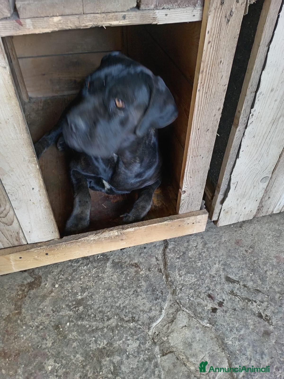 Cane Corso cani Vendesi cuccioli cane corso  - Annuncio 1