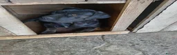 Cane Corso cani in vendita: Vendesi cuccioli cane corso  a Provincia di Frosinone - Annuncio 1