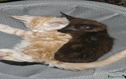 Maine Coon gatti in vendita: Cuccioli MAINE COON - Annuncio 4