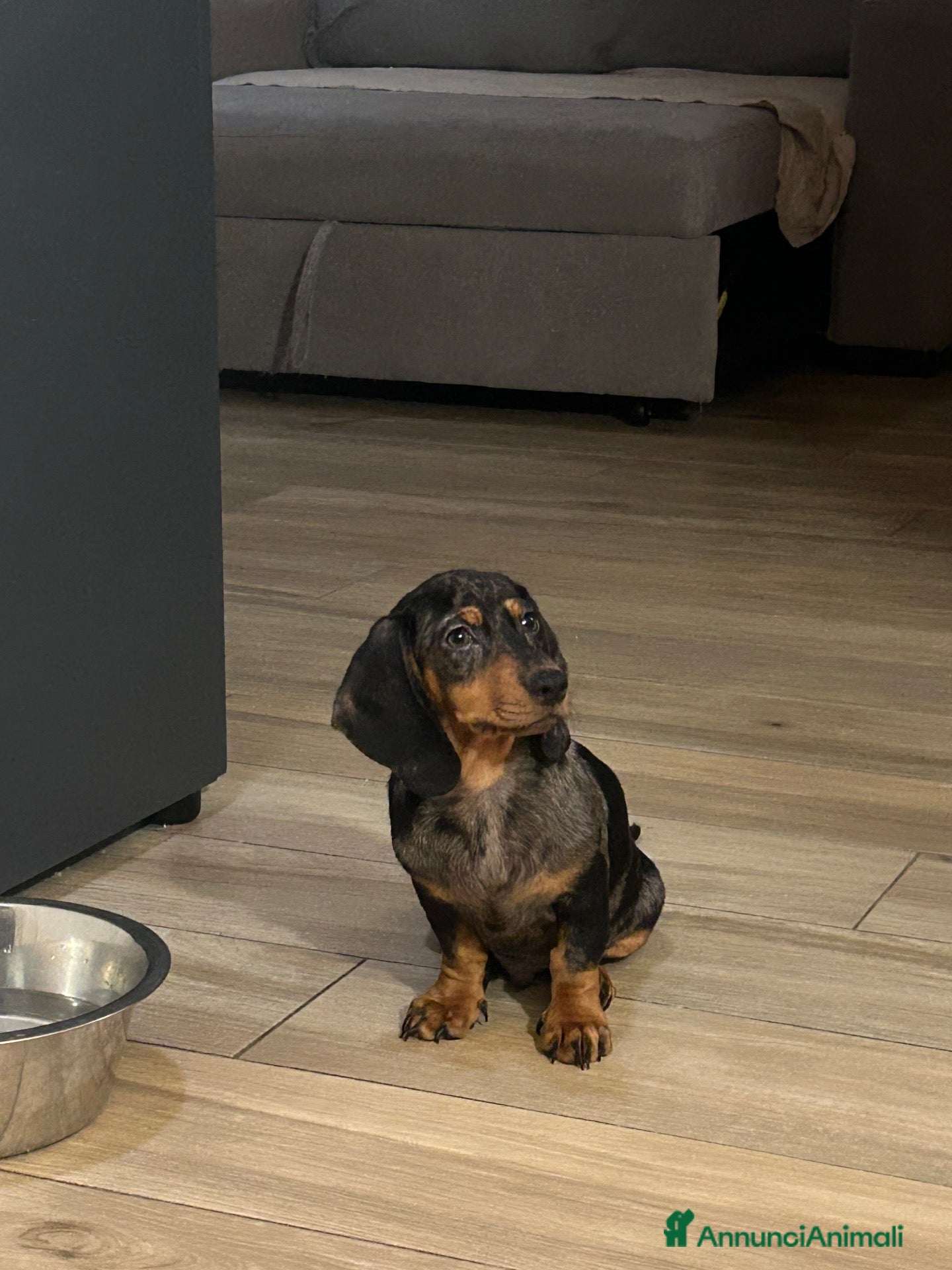 Bassotto Nano cani Bassotto nano - Annuncio 1
