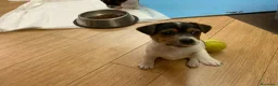 Jack Russell cani in vendita: Cuccioli jack russel  - Annuncio 4