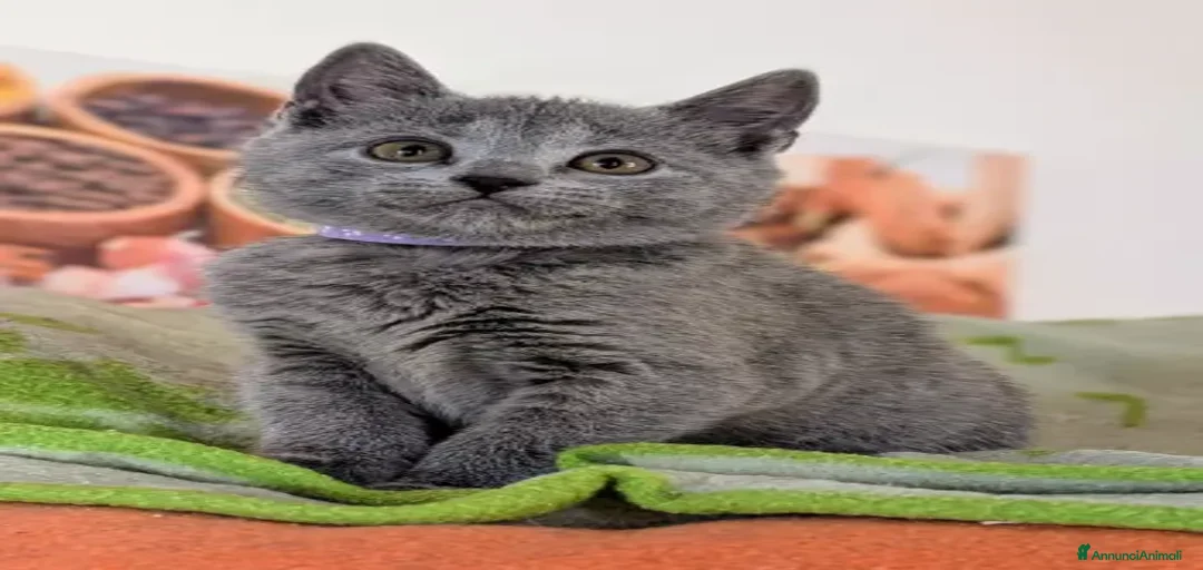 Immagine della galleria {{count}}