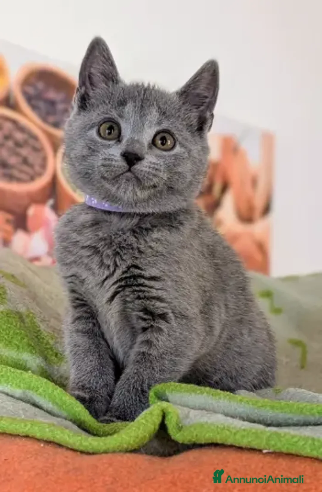 Immagine della galleria {{count}}