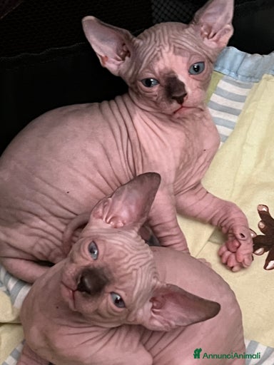 Immagine della galleria {{count}}