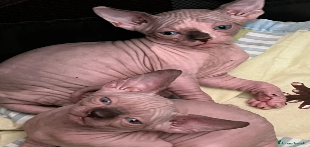 Immagine della galleria {{count}}