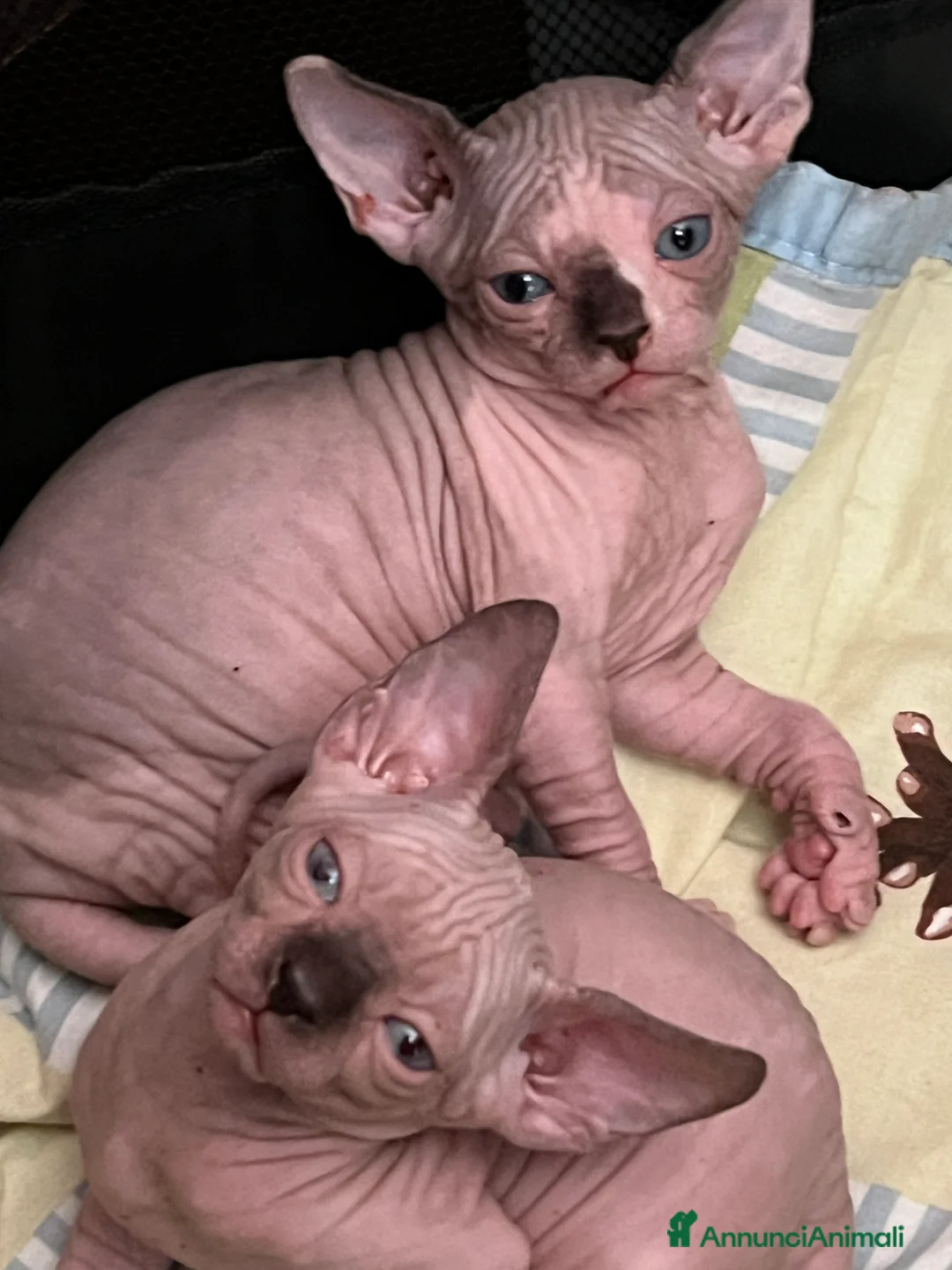 Immagine della galleria {{count}}