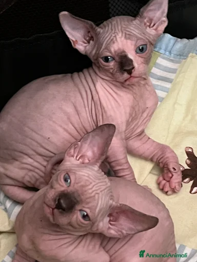 Immagine della galleria {{count}}