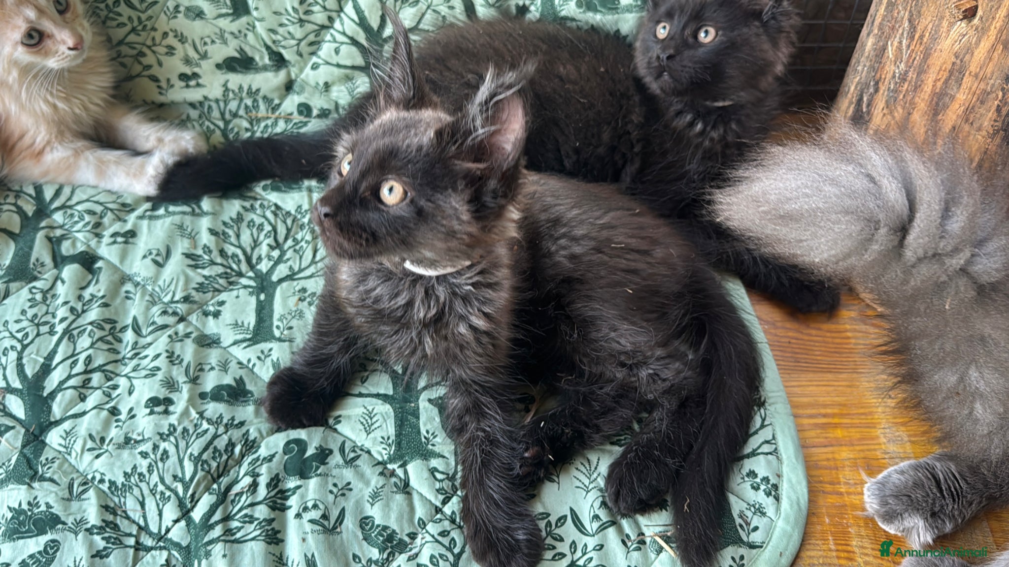 Maine Coon gatti in vendita: Cuccioli di maine coon manto black smoke - Annuncio 9
