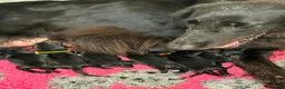 Flat Coated cani in vendita: Cuccioli Flat Coated Retriever disponibili - Annuncio 3