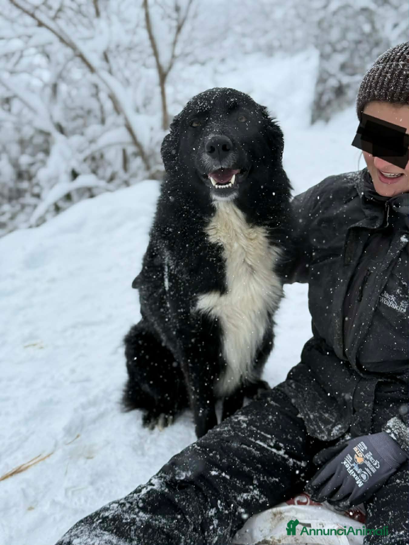 Meticcio cani DEJAN, affettuosissimo cagnolone di taglia GRANDE - Annuncio 2