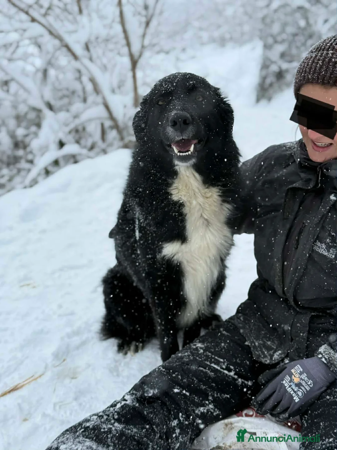 Meticcio cani in regalo: DEJAN, affettuosissimo cagnolone di taglia GRANDE - Annuncio 2