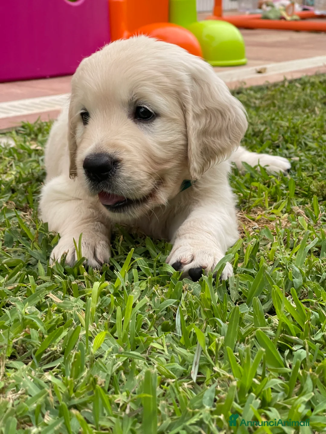 Immagine della galleria {{count}}