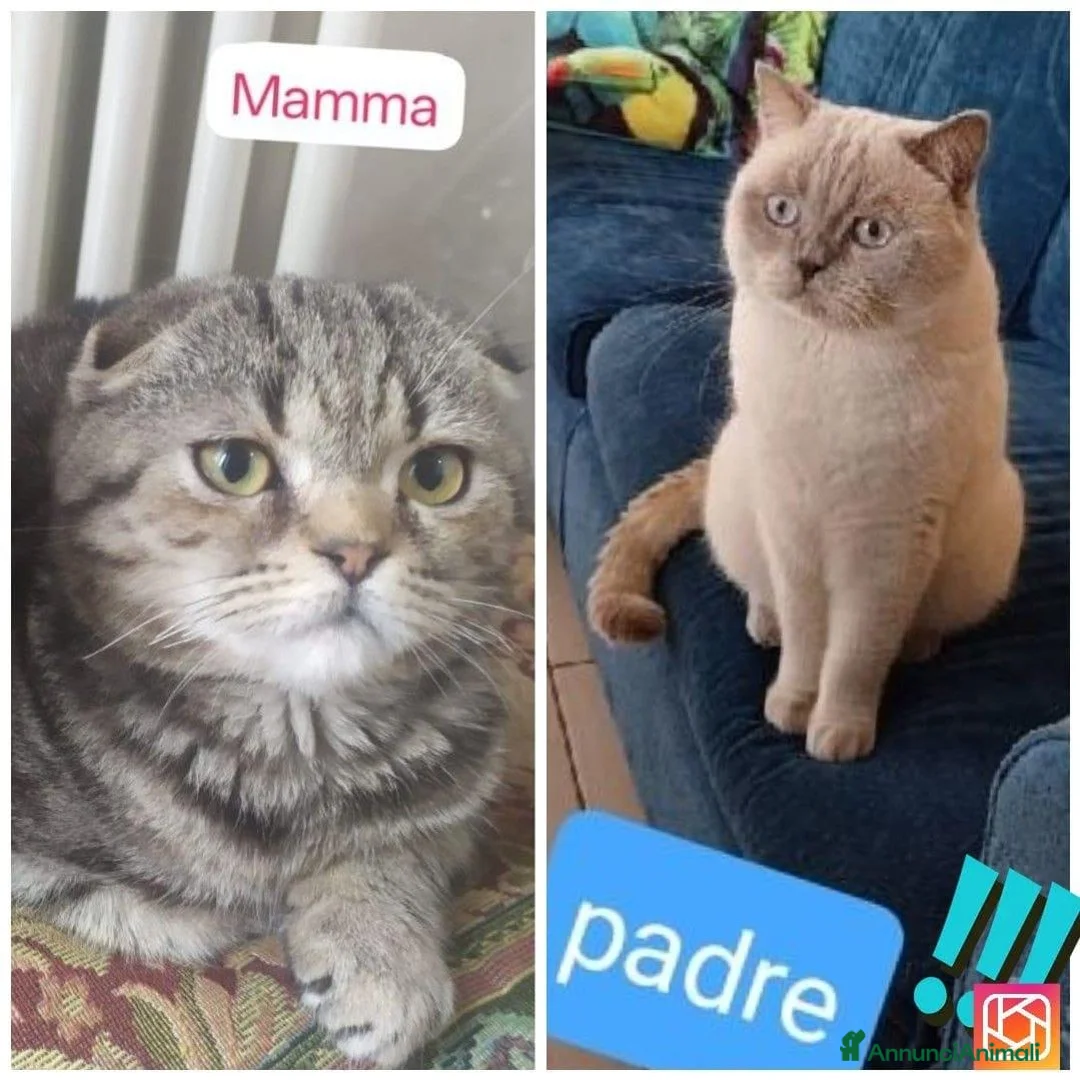 Scottish gatti in vendita: Gattini Scottish  - Annuncio 2