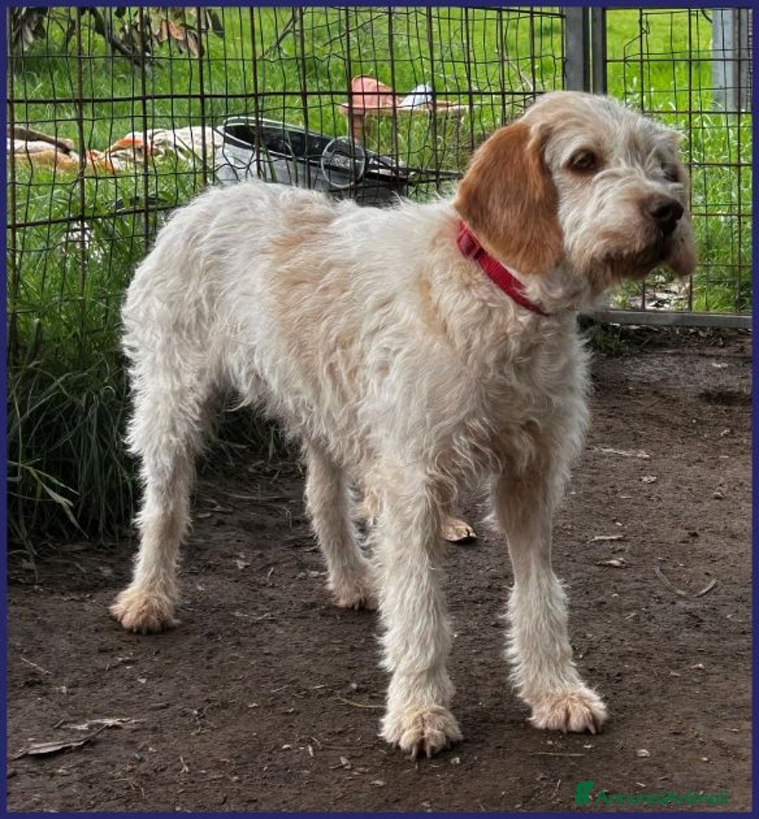 Meticcio cani in regalo: SPIGA tenera spinoncina di 3 anni circa a Città Metropolitana di Torino - Immagine 5