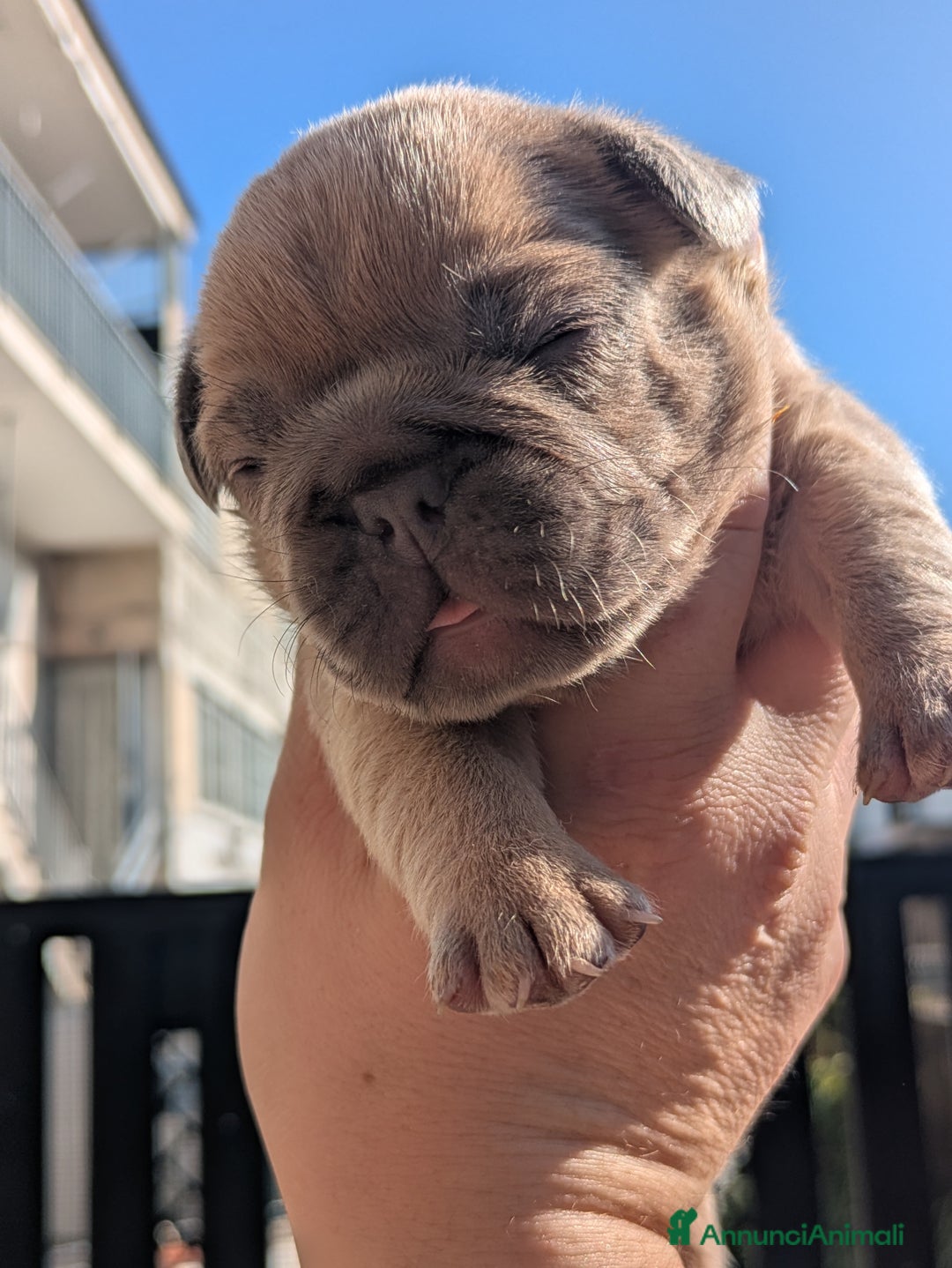 Bulldog Francese cani in vendita: Bulldog francese  - Annuncio 6