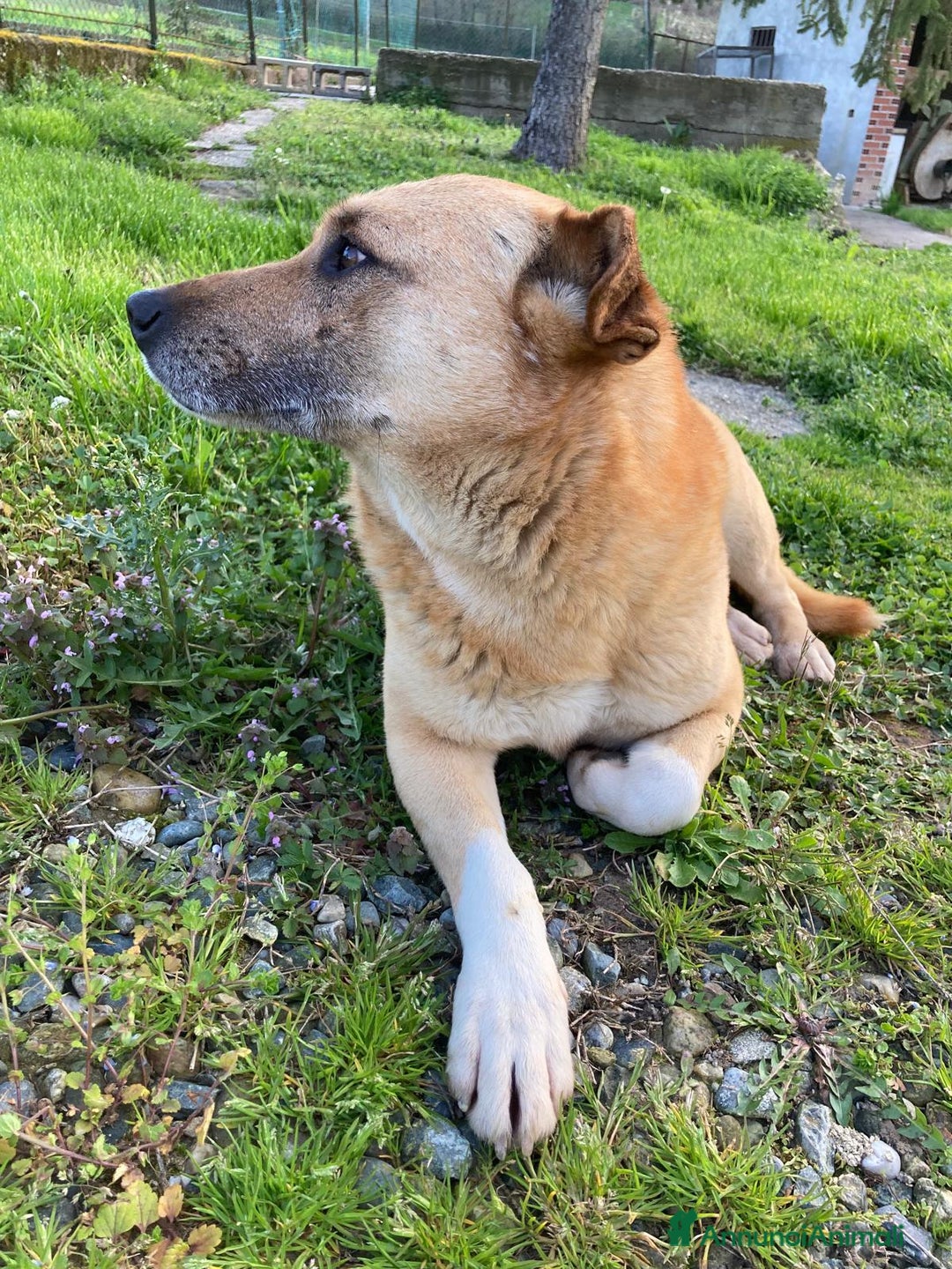 Meticcio cani in regalo: Rodrigo  - Annuncio 1