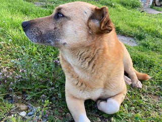 Meticcio cani Rodrigo - Annuncio 26