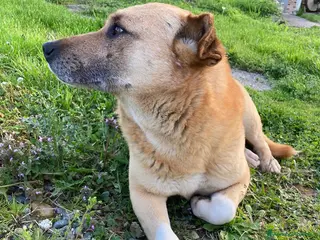 Meticcio cani Rodrigo - Annuncio 31