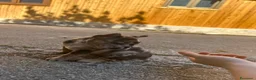 Bulldog Francese cani in vendita: bulldog francese  - Annuncio 11