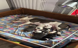 American Bully cani in vendita: Dolcissimi American Bully  - Immagine 11