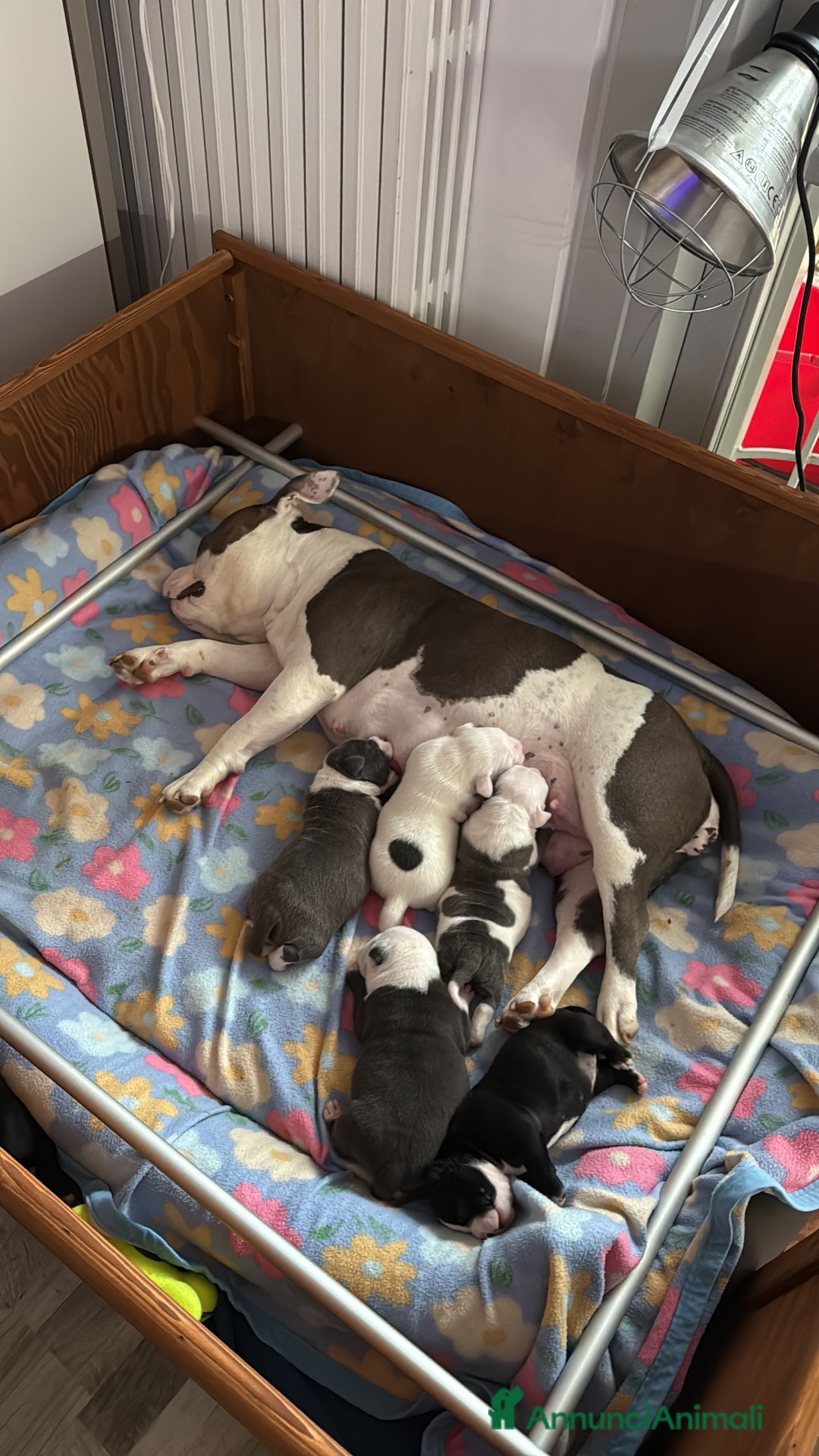 American Bully cani in vendita: Dolcissimi American Bully  - Immagine 11