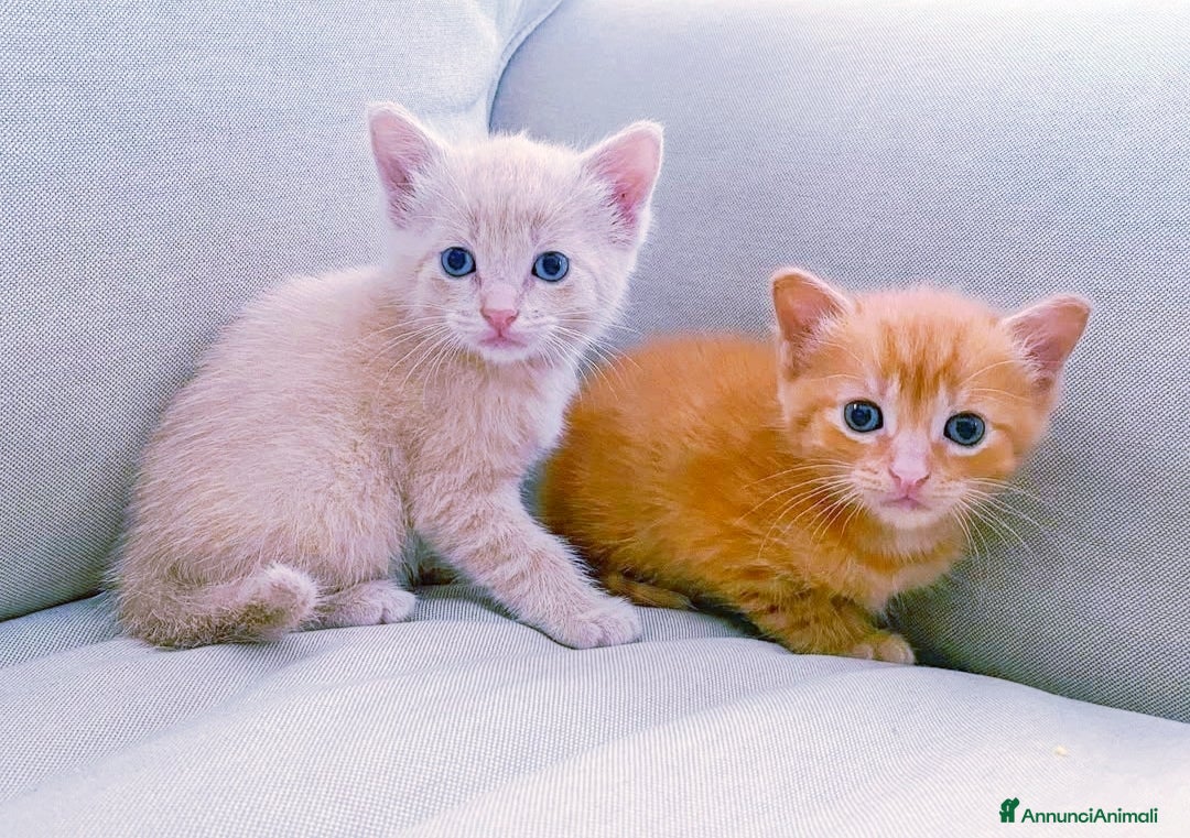 Altre razze gatti in vendita: Gattini mix  - Annuncio 1