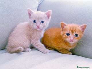 Altre razze gatti in vendita: Gattini mix - Annuncio 1