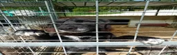 Meticcio cani in regalo: Danko, occhioni dolci, cerca adozione - Annuncio 2