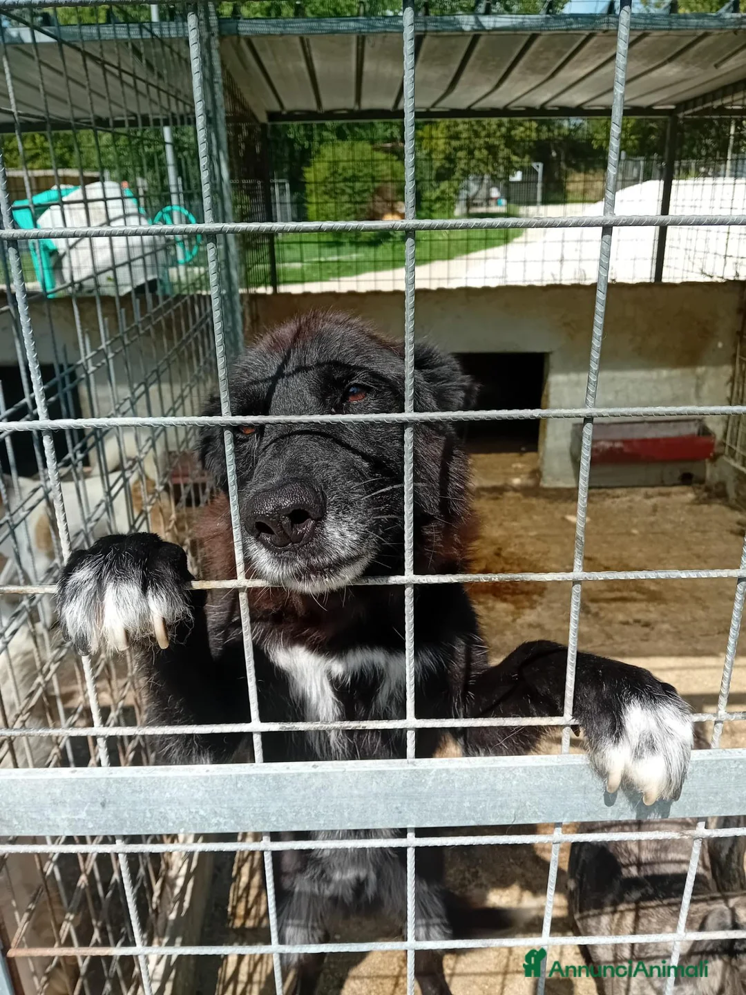 Meticcio cani in regalo: Danko, occhioni dolci, cerca adozione - Annuncio 2