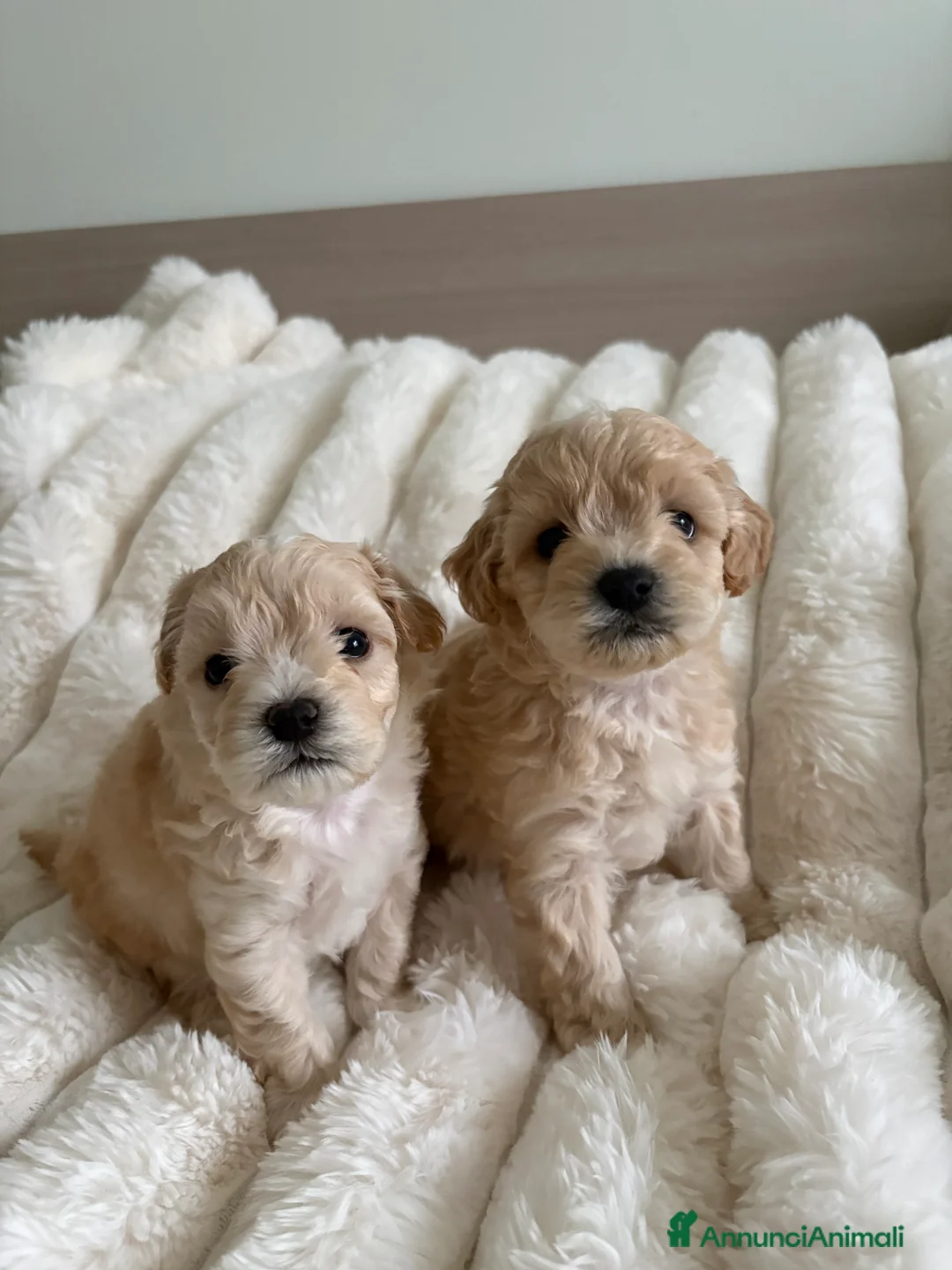 Maltipoo cani in vendita: Cuccioli Maltipoo maschi - Annuncio 7
