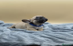 Bulldog Francese cani in vendita: Bouledogue Francese con pedigree - Annuncio 2