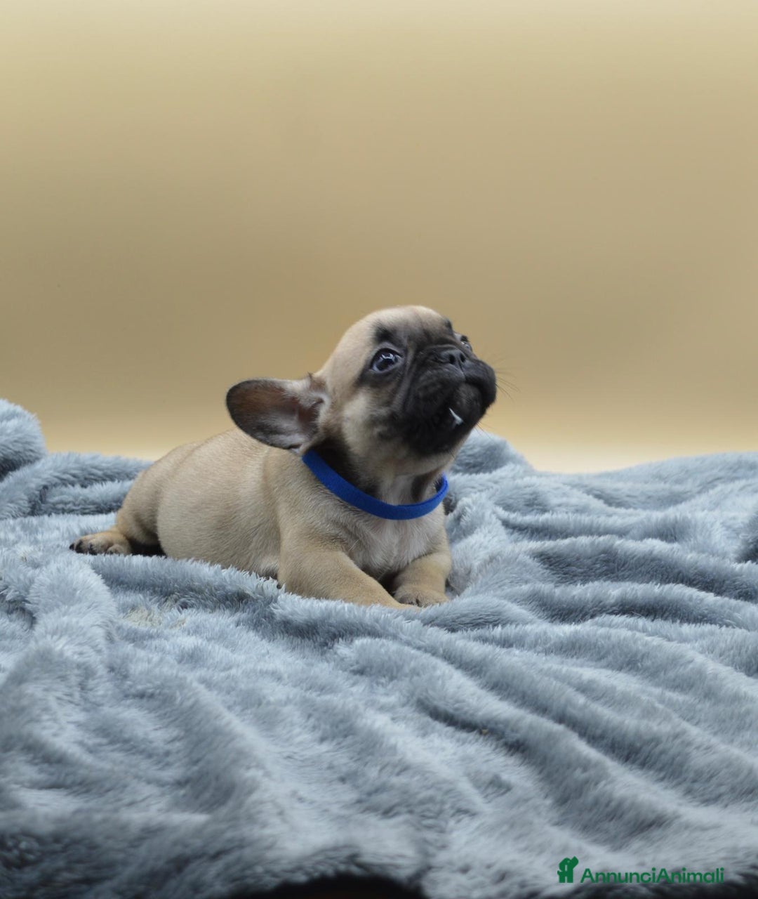 Bulldog Francese cani in vendita: Bouledogue Francese con pedigree - Annuncio 2