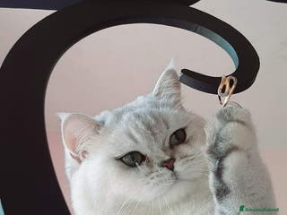 British gatti British shorthair Silver Shaded a Provincia di Monza e della Brianza - Annuncio 5