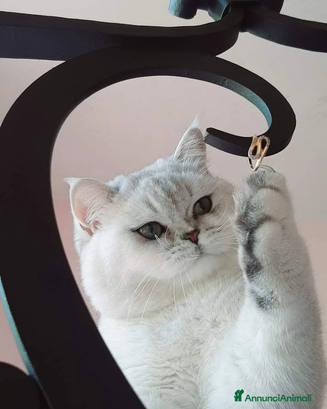 British gatti per accoppiamento: British shorthair Silver Shaded  a Provincia di Monza e della Brianza - Annuncio 1