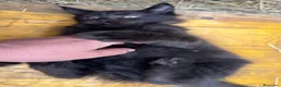 Maine Coon gatti in vendita: Cucciolo black smoke di maine coon (Tequila) - Annuncio 8