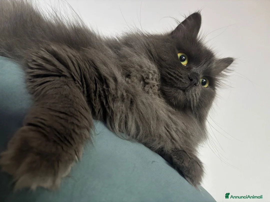 Siberiano gatti in vendita: Cuccioli gatto siberiano prenotabili - Annuncio 1