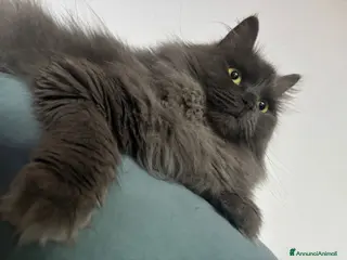 Siberiano gatti Cuccioli gatto siberiano prenotabili - Annuncio 7