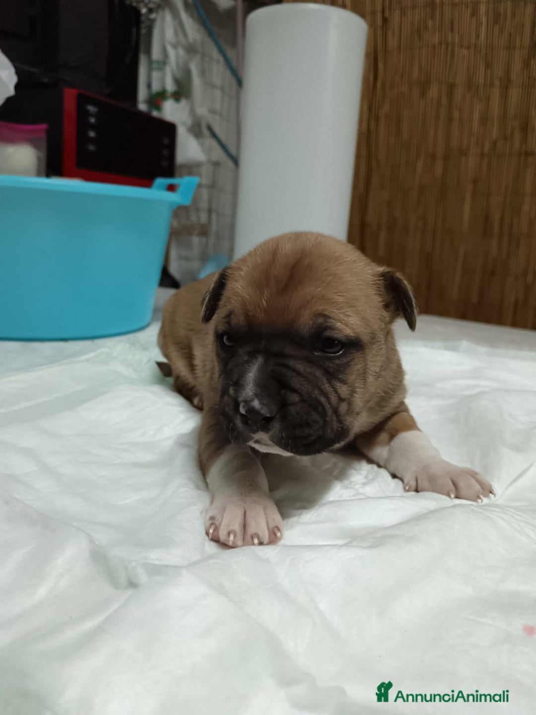 American Staffordshire cani in vendita: America Staffordshire terrier - Annuncio 19