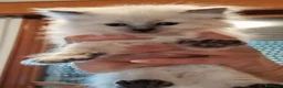 Siberiano gatti in vendita: Gatti cuccioli Siberiani a Provincia di Forlì-Cesena - Annuncio 2