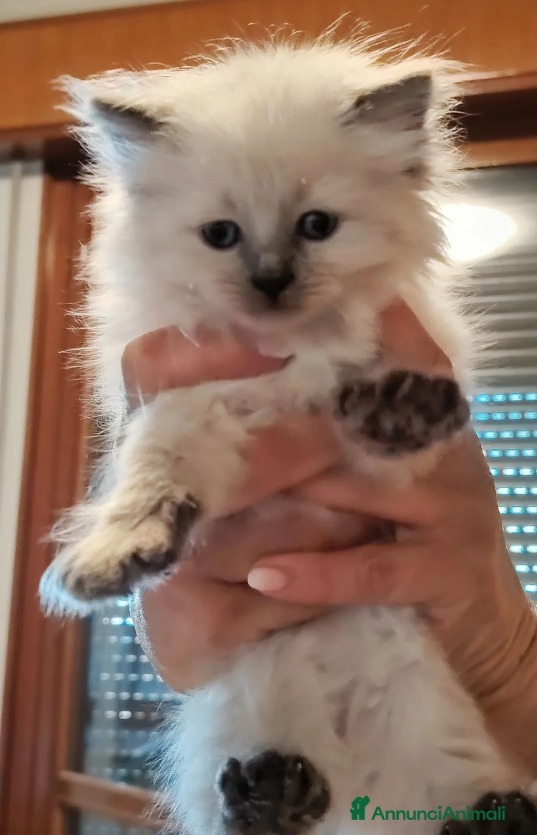 Siberiano gatti in vendita: Gatti cuccioli Siberiani a Provincia di Forlì-Cesena - Annuncio 2
