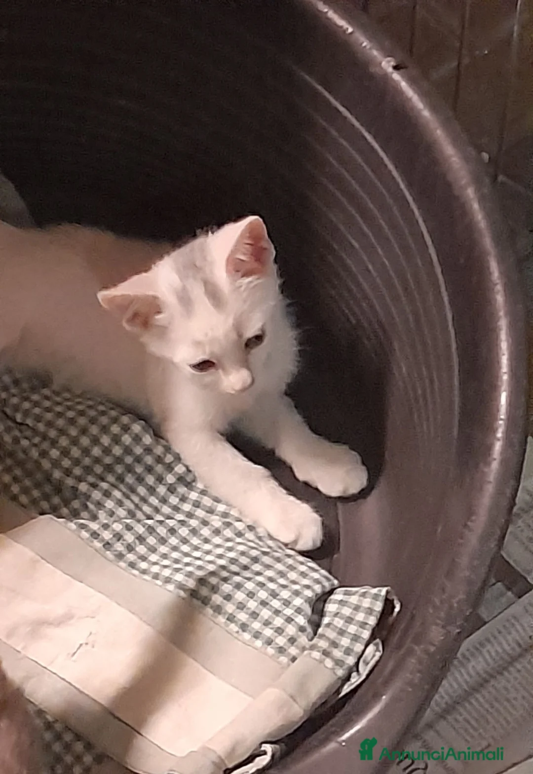 Europeo gatti in vendita: Gattini europei a Provincia di Lodi - Annuncio 4