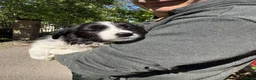 Border Collie cani in vendita: Cuccioli di razza Border Collie - Annuncio 4