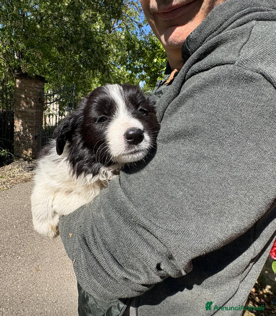 Border Collie cani in vendita: Cuccioli di razza Border Collie - Annuncio 4