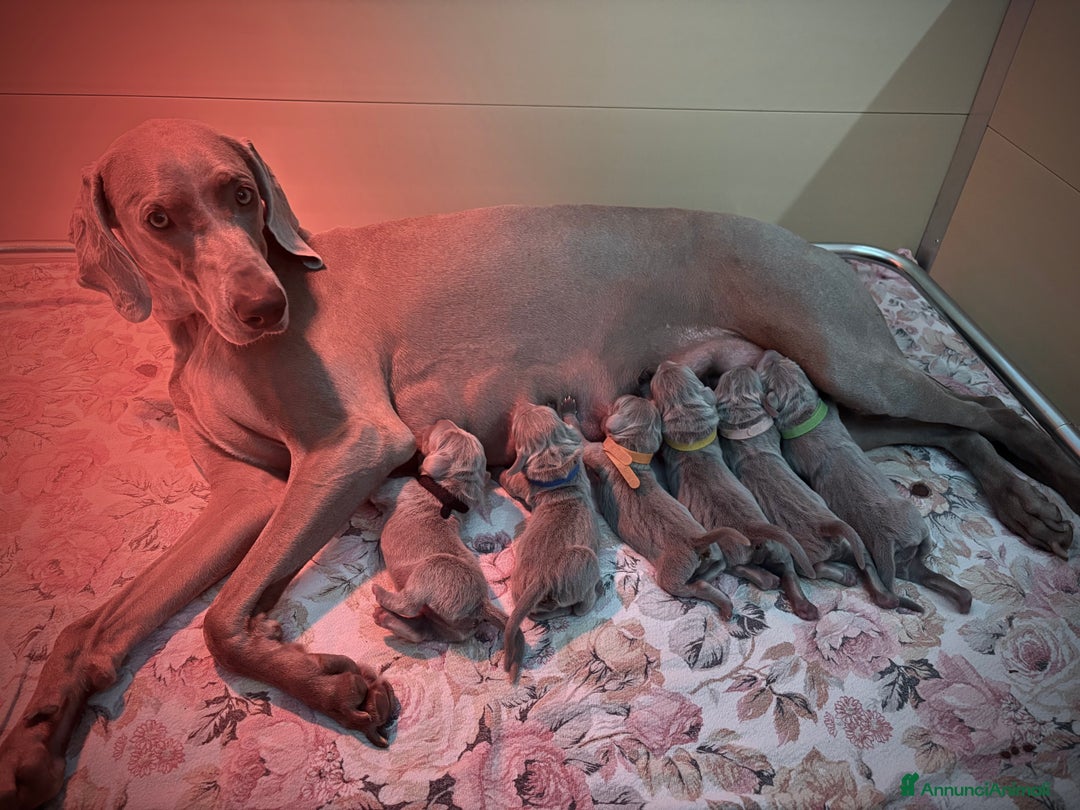 Weimaraner cani in vendita: Mr Blue cerca la sua famiglia perfetta a Provincia di Reggio Emilia - Immagine 12