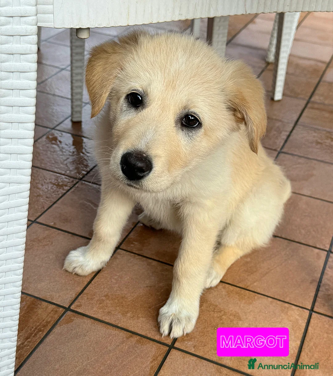 Meticcio cani in regalo: Margot 2 mesi taglia media  - Annuncio 2
