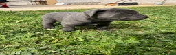 Cane Corso cani in vendita: Cucciola di cane corso!!  - Annuncio 10