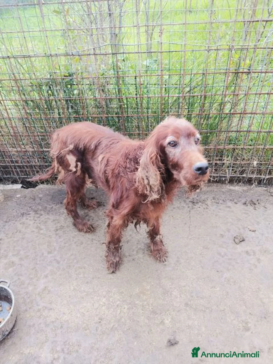 Setter Irlandese cani in regalo: AVATAR e ASUKA splendide setter a Città Metropolitana di Firenze - Annuncio 2