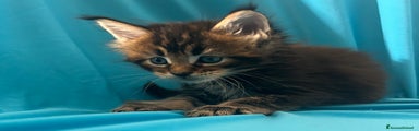 Maine Coon Gattino 2