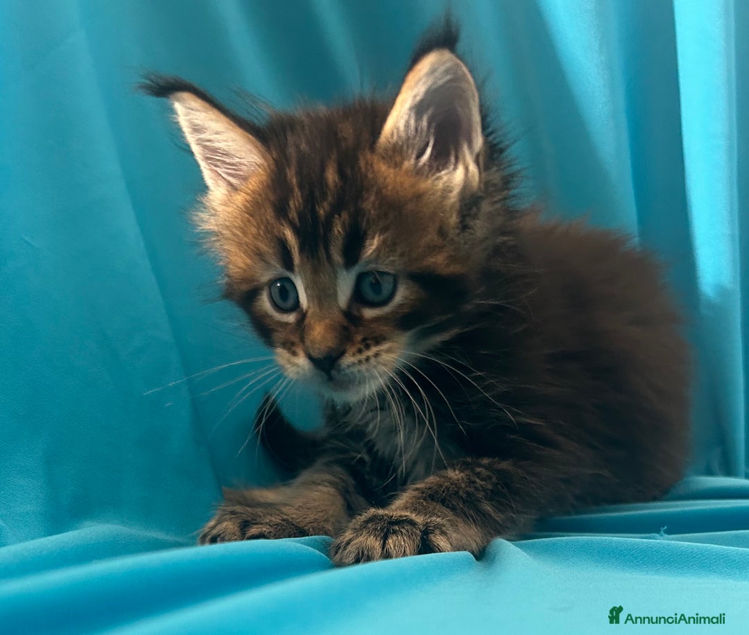 Maine Coon gatti in vendita: Maine coon con pedigree  - Annuncio 7