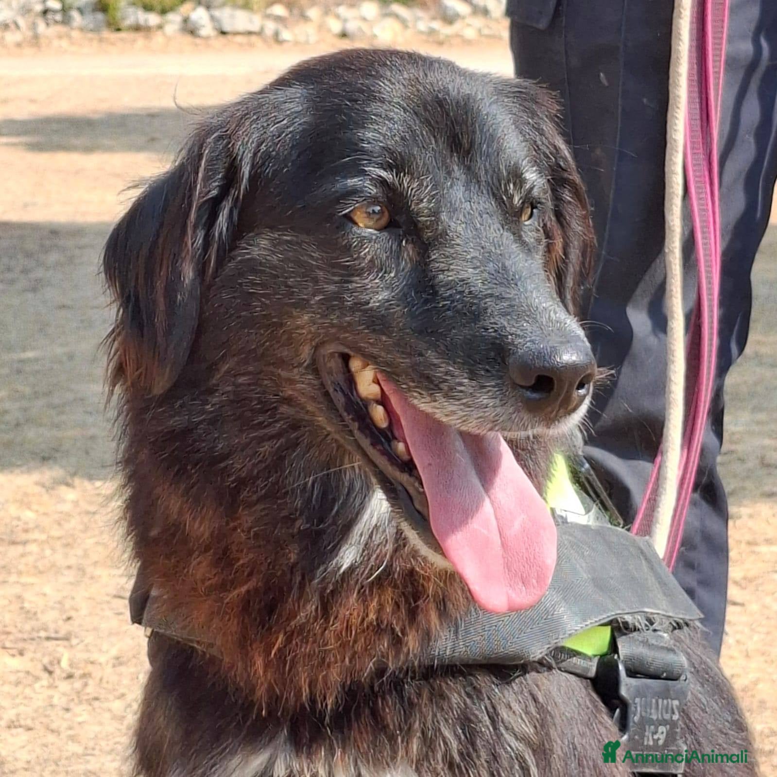 Meticcio cani Lilly, la principessa - Annuncio 28